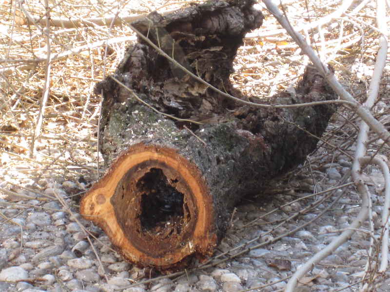 Una de las ramas taladas muestra los daños que sufre uno de los árboles de Carvajales.