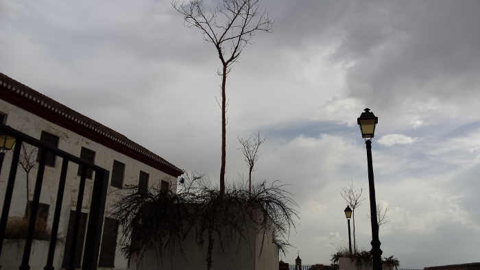 Arbolado y plantas secas y abandonadas en la Placeta Álamo del Marqués. 2014
